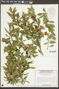 Solanum pseudocapsicum image