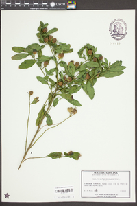 Solanum pseudocapsicum image