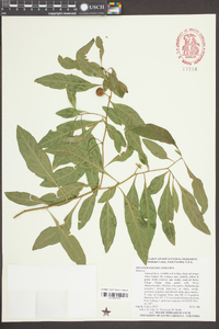 Solanum pseudocapsicum image