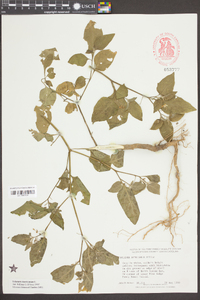 Solanum americanum image