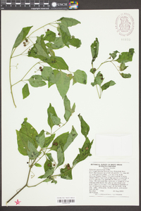 Solanum americanum image