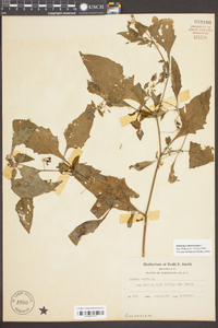 Solanum americanum image