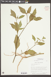 Solanum americanum image