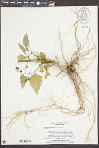 Solanum americanum image