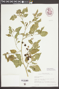 Solanum americanum image