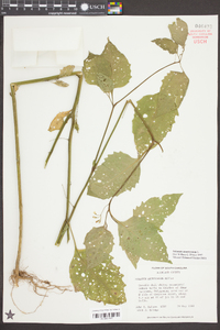 Solanum americanum image