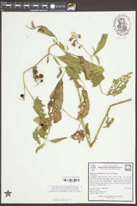 Solanum carolinense var. carolinense image