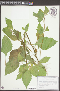 Solanum ptychanthum image