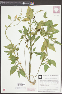 Solanum ptychanthum image