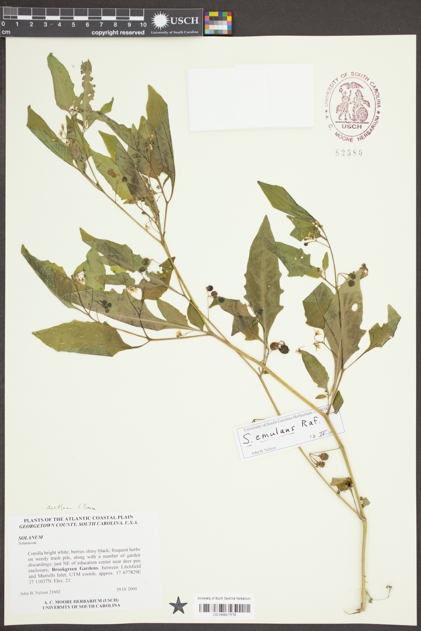 Solanum emulans image