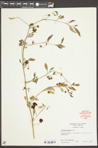 Solanum gracile image