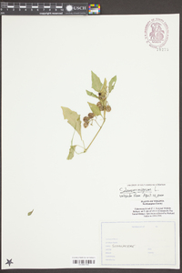 Solanum nigrum image