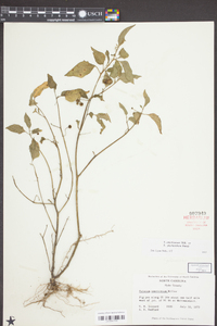 Solanum americanum image