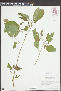 Solanum americanum image