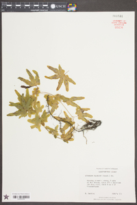 Lygodium palmatum image