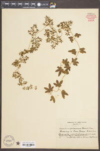 Lygodium palmatum image