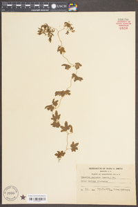 Lygodium palmatum image