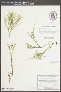 Psilotum nudum image