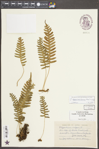 Polypodium appalachianum image