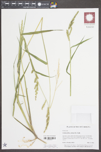 Echinochloa colona image