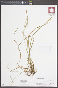 Carex dasycarpa image