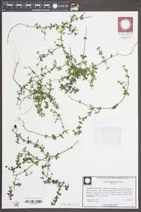 Galium circaezans image