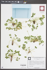 Oxalis articulata image