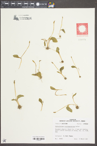 Ophioglossum crotalophoroides image
