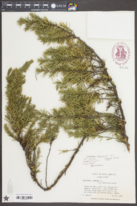 Juniperus communis var. depressa image