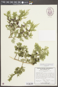 Chamaecyparis thyoides image