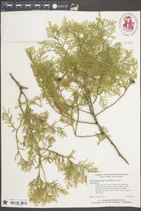 Chamaecyparis thyoides image