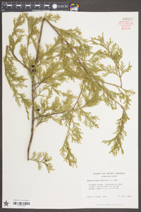 Chamaecyparis thyoides image