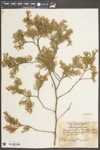 Chamaecyparis thyoides image