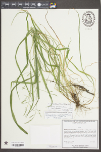 Festuca subverticillata image