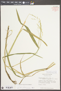 Torreyochloa pallida image