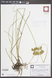 Cyperus virens image