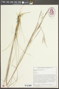 Andropogon perangustatus image