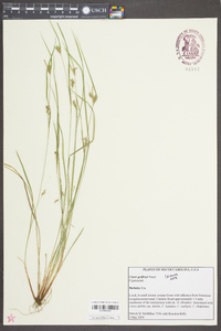 Carex godfreyi image