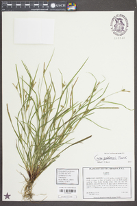 Carex godfreyi image