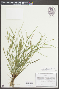 Carex godfreyi image