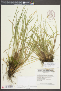 Carex godfreyi image