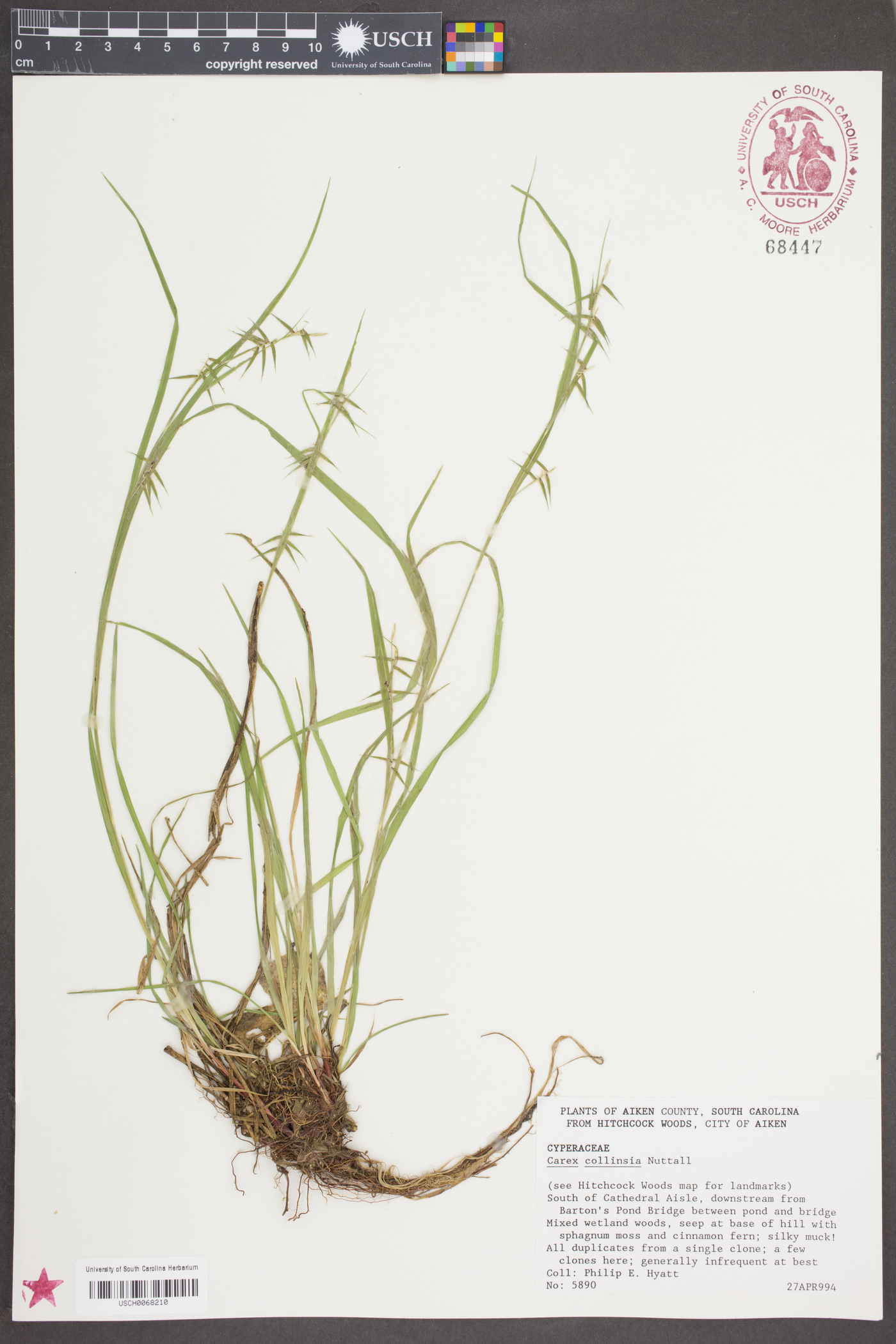 Carex collinsii image