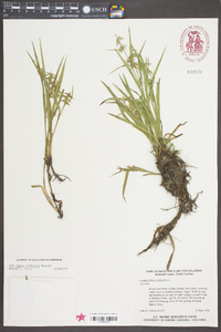 Carex collinsii image