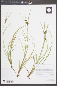 Carex elliottii image