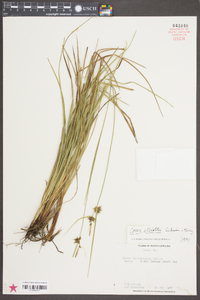 Carex elliottii image