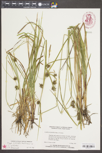 Carex elliottii image