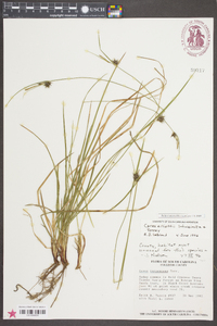 Carex elliottii image