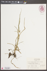 Carex elliottii image