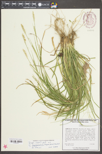 Carex impressinervia image