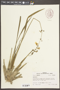 Sagittaria papillosa image